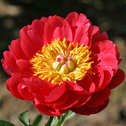 'RASPBERRY CHARM' Peony (Paeonia x lactiflora 'raspberry charm')