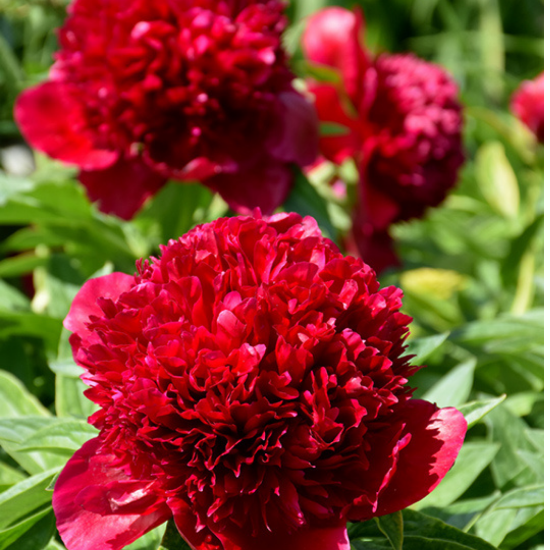Fortære efterklang lotus RED CHARM' Peony (Paeonia lactiflora x 'red charm') – Champlain Peony  Company
