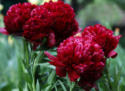 'RED GRACE' Peony (Paeonia lactiflora x 'red grace')