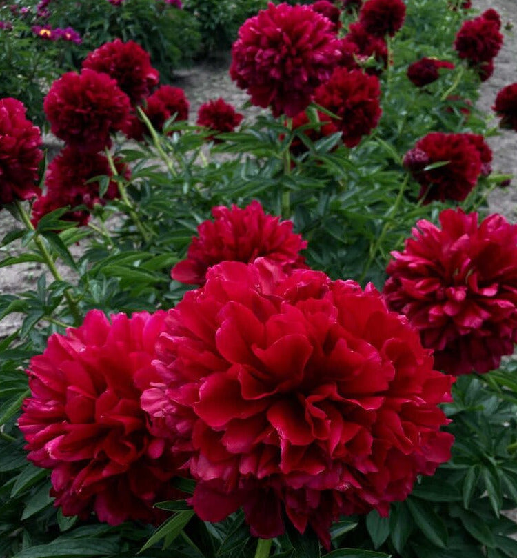 'RED GRACE' Peony (Paeonia lactiflora x 'red grace')