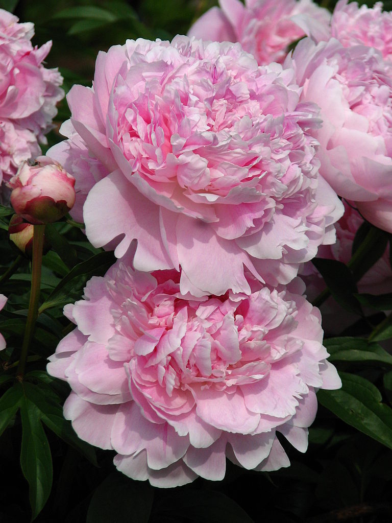 'REINE HORTENSE' Peony (Paeonia lactiflora x 'reine hortense ...