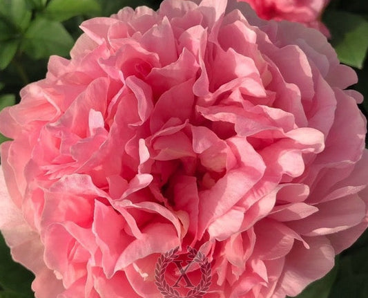 'ROMA SECUNDA' Peony (Paeonia x lactiflora 'roma secunda')