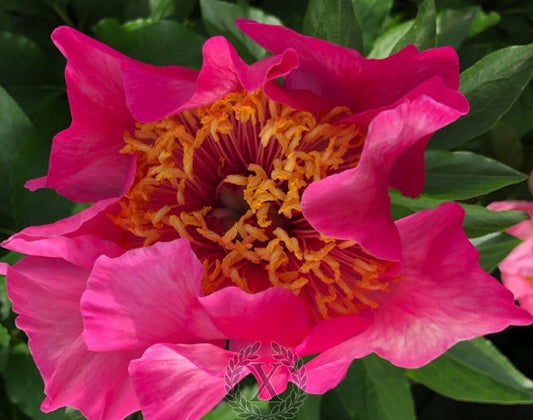 'ROMAN MAGIC' Peony (Paeonia x lactiflora 'roman magic')