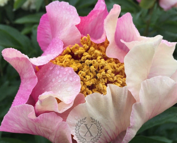 'ROMAN MAGIC' Peony (Paeonia x lactiflora 'roman magic')