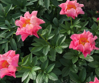 'ROMAN STARS' Peony (Paeonia x lactiflora 'roman stars')