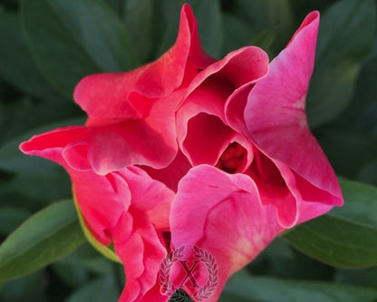 'ROMAN STARS' Peony (Paeonia x lactiflora 'roman stars')