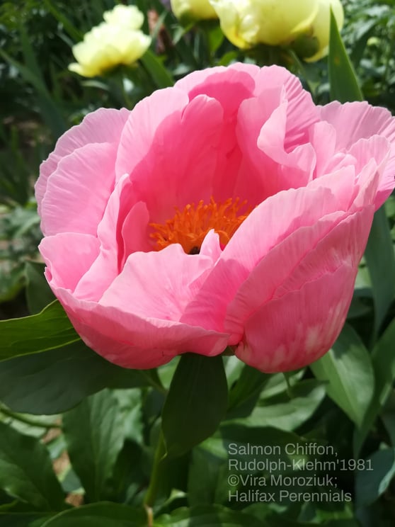 'SALMON CHIFFON' Peony (Paeonia lactiflora x 'salmon chiffon')