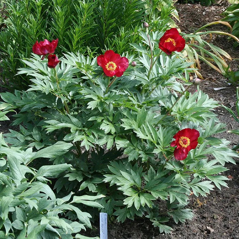 'SCARLET HEAVEN' Itoh Peony (Paeonia x intersectional 'scarlet heaven')