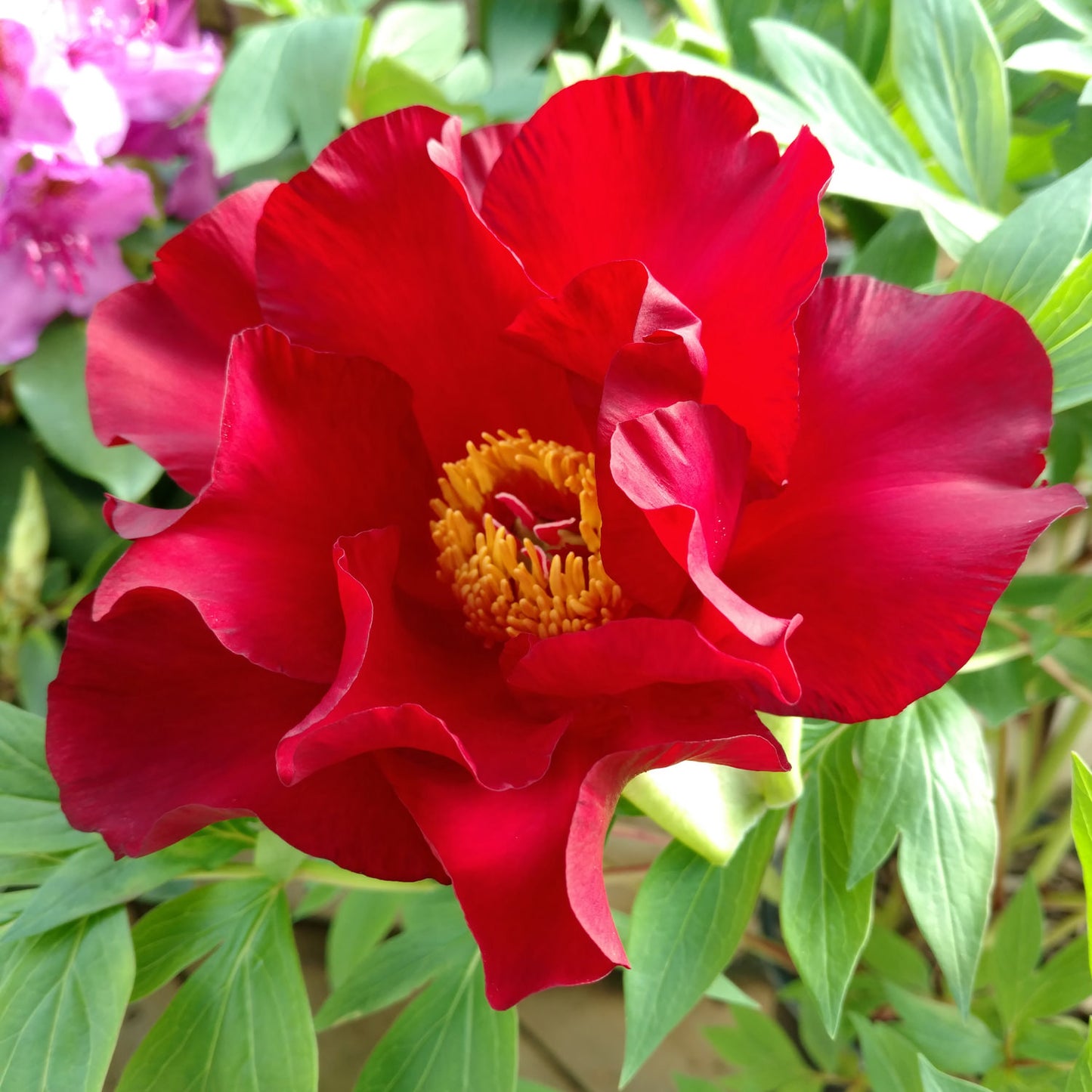'SCARLET HEAVEN' Itoh Peony (Paeonia x intersectional 'scarlet heaven')
