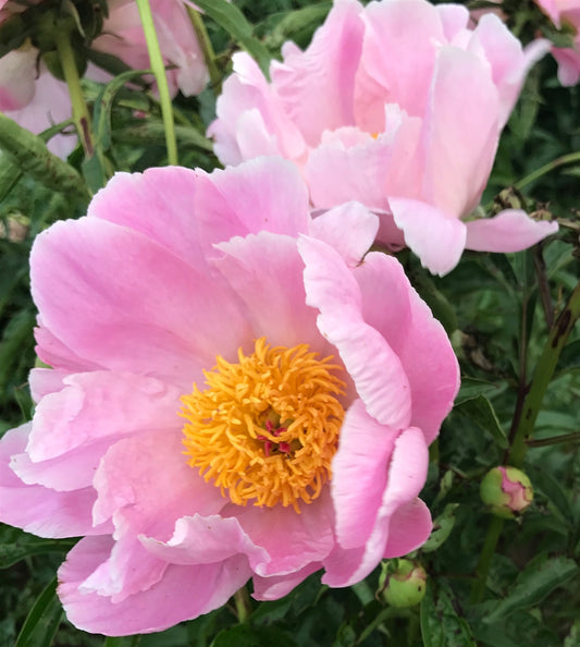 'SEASHELL' Peony (Paeonia x lactiflora 'seashell')