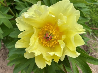 'SEQUESTERED SUNSHINE' Itoh Peony (Paeonia x intersectional 'sequestered sunshine')