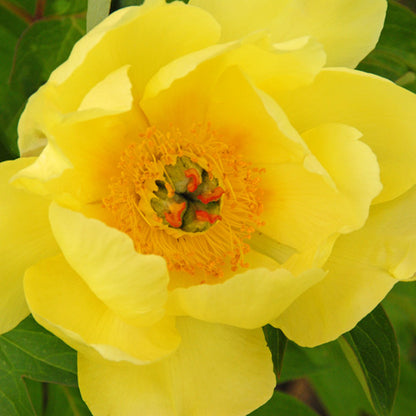 'SEQUESTERED SUNSHINE' Itoh Peony (Paeonia x intersectional 'sequestered sunshine')