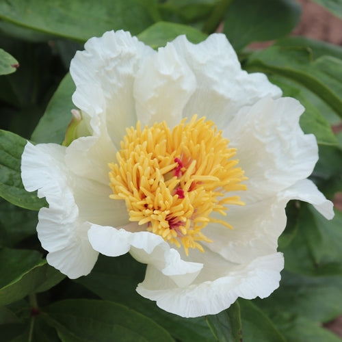 'SERAPHIM' Peony (Paeonia x lactiflora 'seraphim')