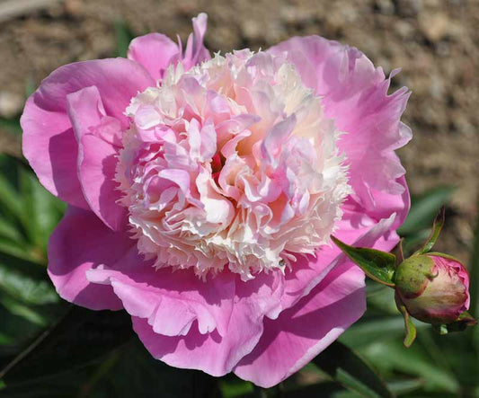 'SHE'S MY STAR' Peony (Paeonia lactiflora x 'she's my star')