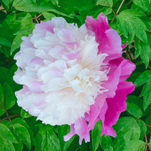 SHE'S MY STAR' Peony (Paeonia lactiflora x 'she's my star 