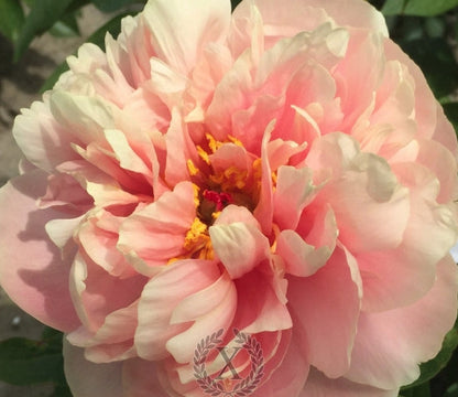 'SILENUS' Peony (Paeonia x lactiflora 'silenus')