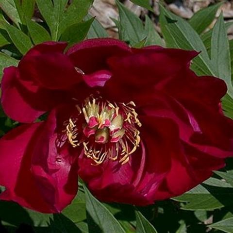 'SIMPLY RED' Itoh Peony (Paeonia x intersectional 'simply red')
