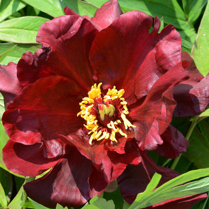 'SIMPLY RED' Itoh Peony (Paeonia x intersectional 'simply red')