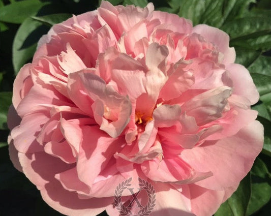 'SLEEPING ARIADNE' Peony (Paeonia x lactiflora 'sleeping ariadne')