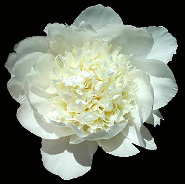 'SNOW MOUNTAIN' Peony (Paeonia lactiflora x 'snow mountain')