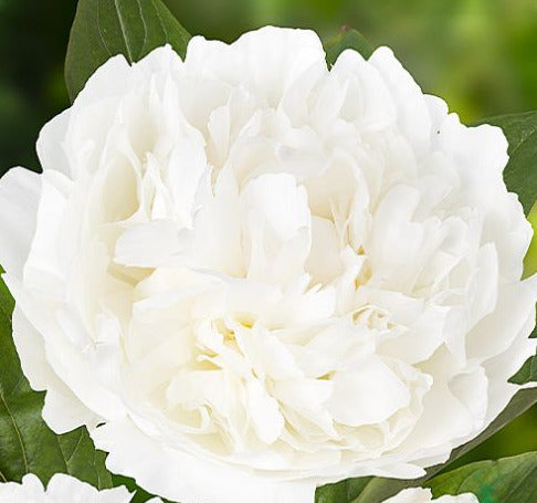 'SNOW PRINCESS' Peony (Paeonia lactiflora x 'snow princess')