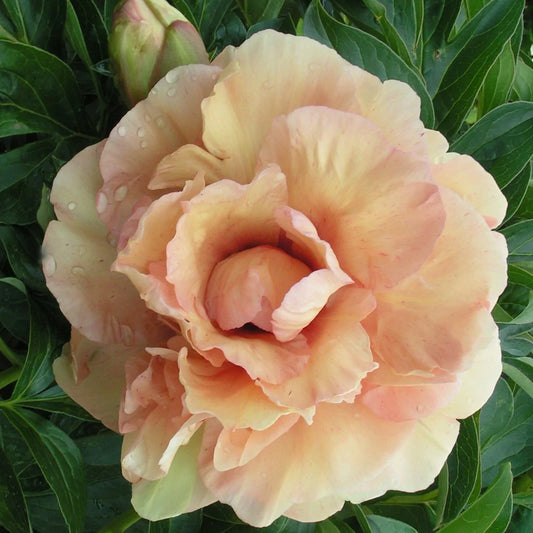 'SOLEIL D'AMBRE' Itoh Peony (Paeonia x intersectional 'soleil d'ambre')