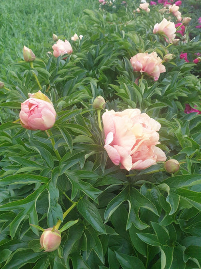 'SOLEIL D'AMBRE' Itoh Peony (Paeonia x intersectional 'soleil d'ambre')