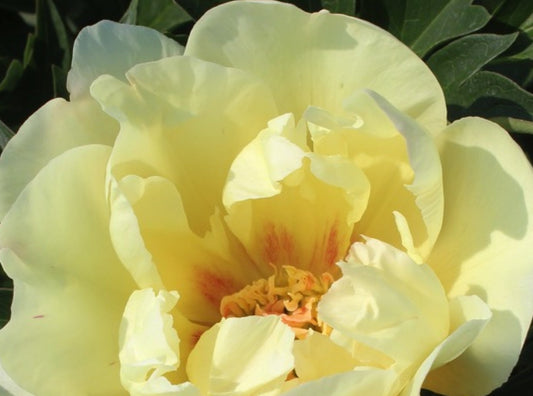 'SON FLASH' Itoh Peony (Paeonia x intersectional 'son flash')