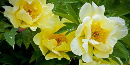 'SON FLASH' Itoh Peony (Paeonia x intersectional 'son flash')