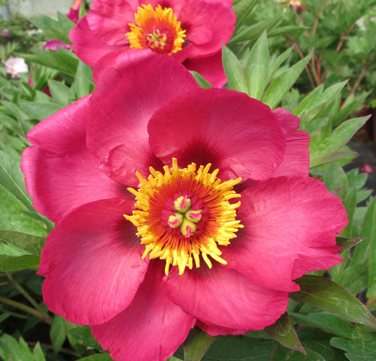 'SONOMA BY THE BAY' Itoh Peony (Paeonia x intersectional 'sonoma by the bay')