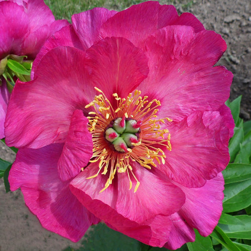 'SONOMA BY THE BAY' Itoh Peony (Paeonia x intersectional 'sonoma by the bay')