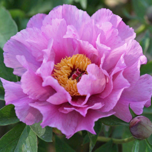 'SONOMA AMETHYST' Itoh Peony (Paeonia x intersectional 'sonoma amethyst'