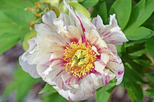 'SONOMA BLESSING' Itoh Peony (Paeonia x intersectional 'sonoma blessing')