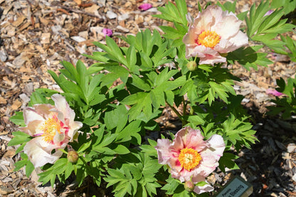 'SONOMA BLESSING' Itoh Peony (Paeonia x intersectional 'sonoma blessing')