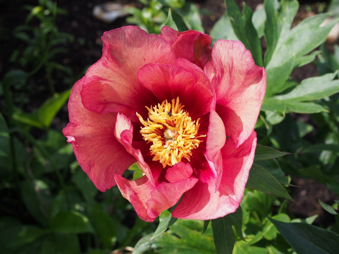 SONOMA KALEIDOSCOPE' Itoh Peony (Paeonia x intersectional 'sonoma 