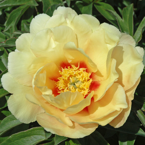 'SONOMA SUN' Itoh Peony (Paeonia x intersectional 'sonoma sun')