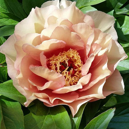 'SONOMA WELCOME' Itoh Peony (Paeonia x intersectional 'sonoma welcome')
