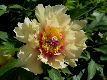 'SONOMA WELCOME' Itoh Peony (Paeonia x intersectional 'sonoma welcome')