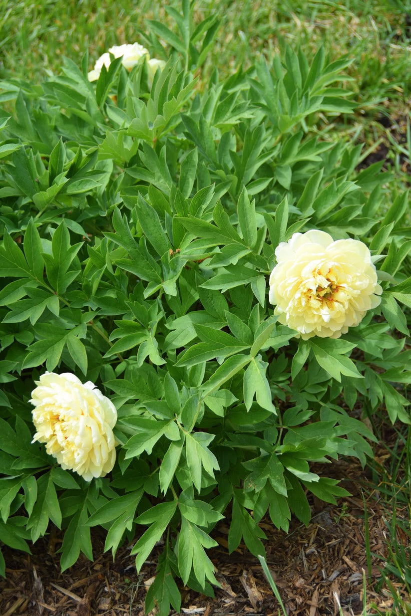 'SONOMA YEDO' Itoh Peony (Paeonia x intersectional 'sonoma yedo ...