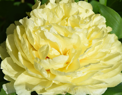 'SONOMA YEDO' Itoh Peony (Paeonia x intersectional 'sonoma yedo')