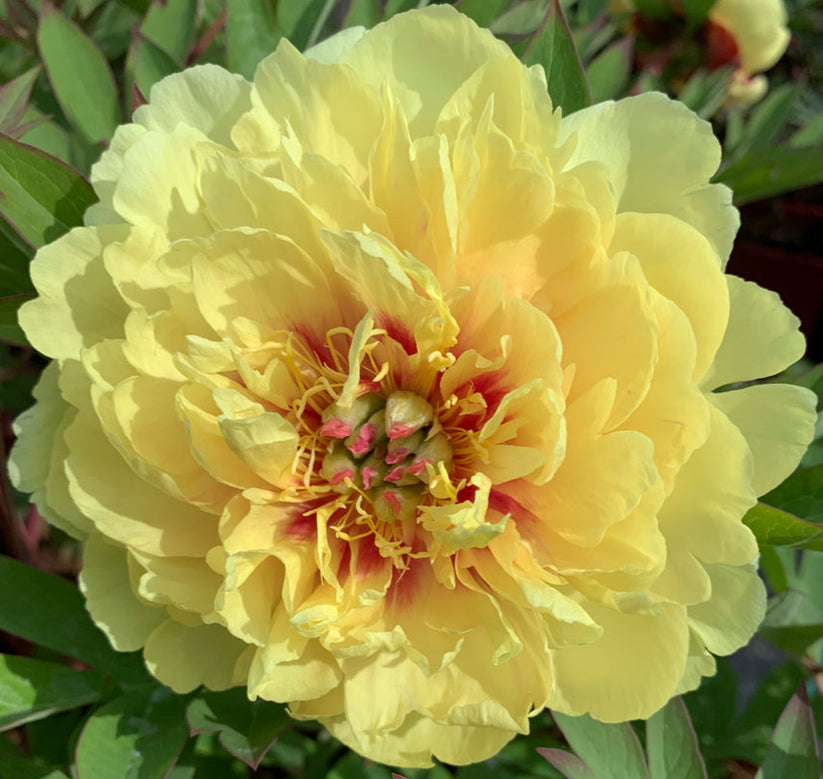 'SONOMA YEDO' Itoh Peony (Paeonia x intersectional 'sonoma yedo ...