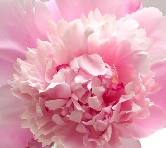 'SORBET' Peony (Paeonia lactiflora x 'sorbet')