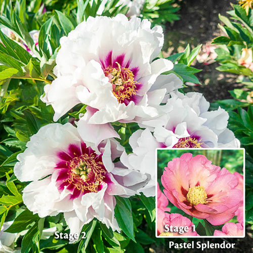 'PASTEL SPLENDOR' Itoh Peony (Paeonia x intersectional 'pastel splendor')