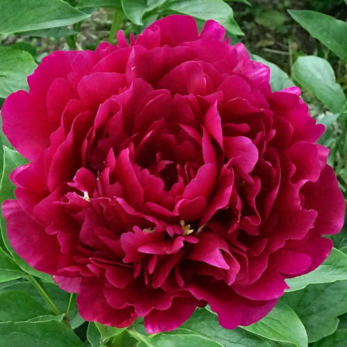 'STEPHEN E. AMBROSE' Peony (Paeonia x lactiflora 'stephen e. ambrose.)