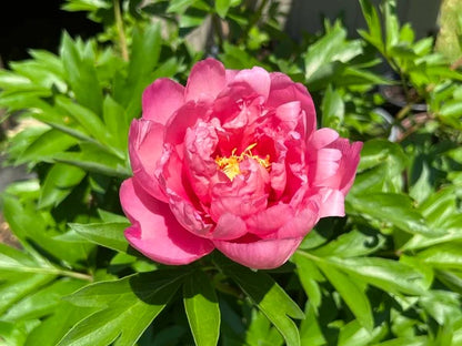 'STRAWBERRY CRÈME BRÛLÉE' Itoh Peony ('Paeonia x intersectional 'strawberry creme brulee')