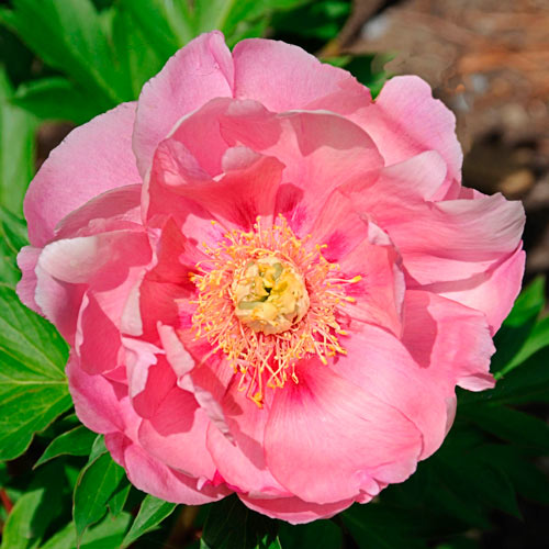 'STRAWBERRY CRÈME BRÛLÉE' Itoh Peony ('Paeonia x intersectional 'strawberry creme brulee')