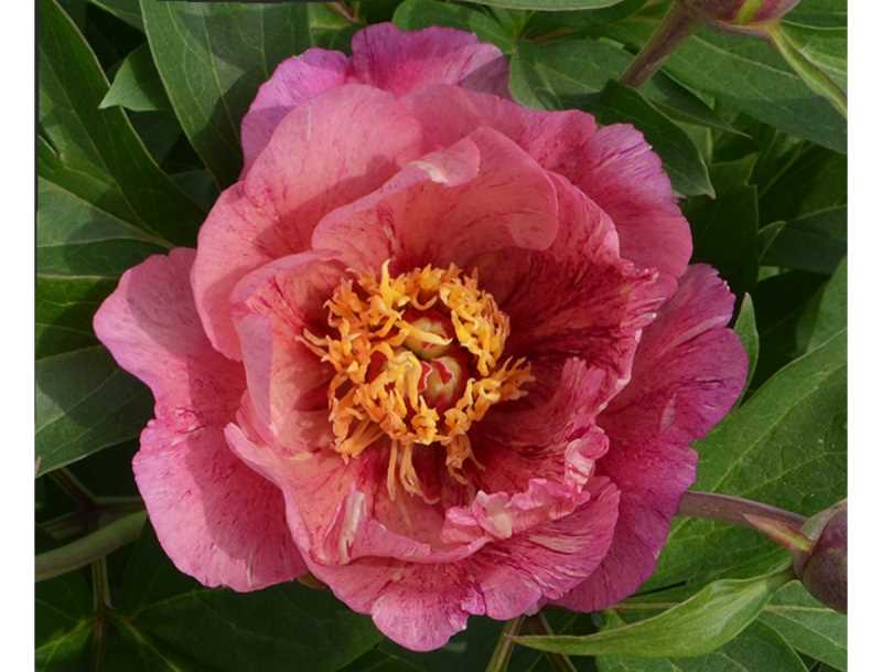 'strawberry Blush' Itoh Peony (paeonia X Intersectional 'strawberry Bl 