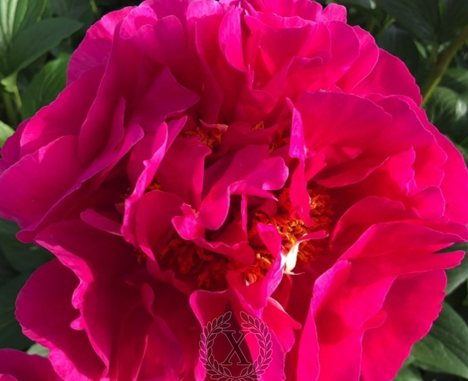 'STYMPHALIAN BIRDS' Peony (Paeonia x lactiflora 'stymphalian birds ...