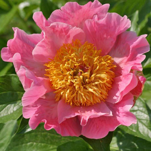 'SUGAR 'N SPICE' Peony (Paeonia x lactiflora 'sugar 'n spice ...