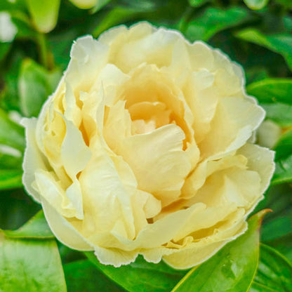 'SUNNY GIRL' Peony (Paeonia lactiflora x 'sunny girl')